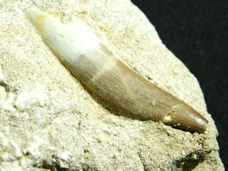 A Big 100 Natural S.  Maroccanus Spinosaurus Tooth Fossil From Morocco 371gr