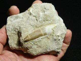 A Big 100 Natural S.  Maroccanus SPINOSAURUS TOOTH Fossil From Morocco 371gr 3