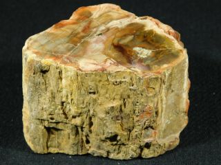 A Polished 225 Million Year Old Petrified Wood Fossil From Madagascar 307gr