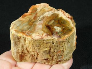 A Polished 225 Million Year Old Petrified Wood Fossil From Madagascar 307gr 2