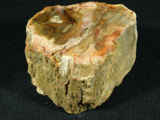 A Polished 225 Million Year Old Petrified Wood Fossil From Madagascar 307gr 3
