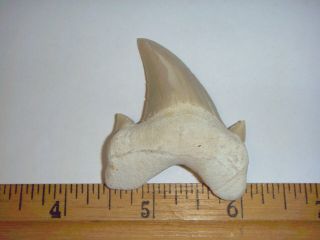Oo4 Fossil Shark Tooth Otodus Obliquus Morocco Megalodon Descendant 2.  22 Inches