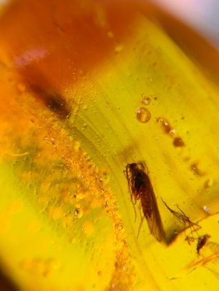2 Cretaceous Moth Burmite Myanmar Burmese Amber Insect Fossil Dinosaur Age