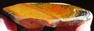 Mw: Petrified Wood CONIFER - Folmsbee Ranch,  Oregon - Face Polished Specimen 2