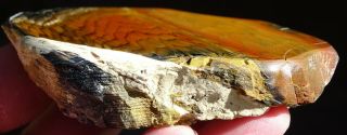 Mw: Petrified Wood CONIFER - Folmsbee Ranch,  Oregon - Face Polished Specimen 3