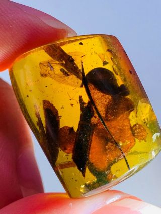 5.  72g Wings&unknown Items Burmite Myanmar Burma Amber Insect Fossil Dinosaur Age