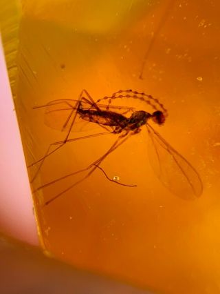 Gall Midge Mosquito Fly Burmite Myanmar Burmese Amber Insect Fossil Dinosaur Age