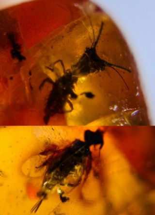 Neuroptera Larva&wasp Burmite Myanmar Burmese Amber Insect Fossil Dinosaur Age