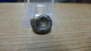 Geological Enterprises Cretaceous Fossil Ammonite Holcodiscoides Russia