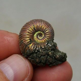 31mm Quenstedtoceras Sp.  Pyrite Ammonite Fossils Fossilien Russia Pendant Pearl