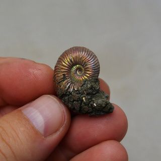 31mm Quenstedtoceras sp.  Pyrite Ammonite Fossils Fossilien Russia Pendant Pearl 2