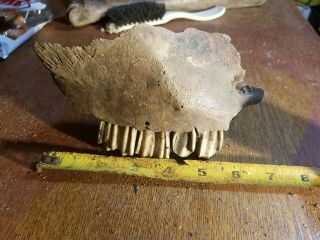 Prehistoric Bison Skull Partial Fossil Petrified