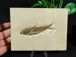A Small And 100 Natural Knightia Eocaena Fish Fossil From Wyoming 185gr