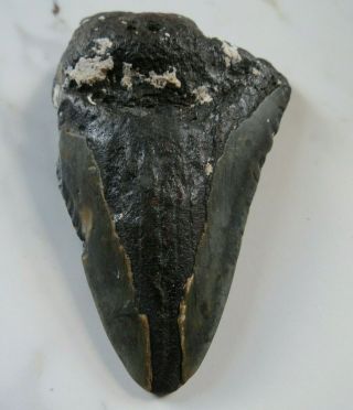 Fossil Megalodon Shark Tooth,  3 1/8 Inches