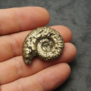 38mm Hildoceras Ammonite Pyrite Mineral Fossil Fossilien Ammoniten France Golden