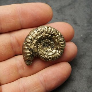 38mm Hildoceras AMMONITE Pyrite Mineral Fossil fossilien Ammoniten France Golden 2