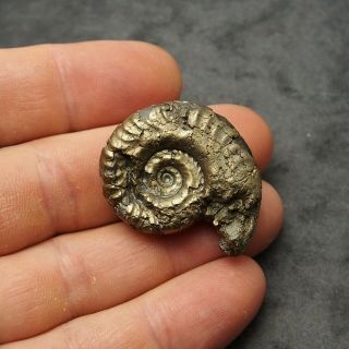 38mm Hildoceras AMMONITE Pyrite Mineral Fossil fossilien Ammoniten France Golden 3