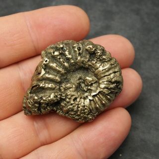46mm Pleuroceras Ammonite Pyrite Germany Fossil Fossilien Mollusk Golden