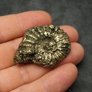 46mm Pleuroceras AMMONITE Pyrite Germany Fossil fossilien Mollusk Golden 2
