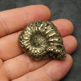 46mm Pleuroceras AMMONITE Pyrite Germany Fossil fossilien Mollusk Golden 3