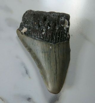 Megalodon Shark Tooth Fossil,  2 1/4 Inches