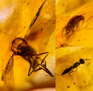 Unknown Fly Bug&beetle&wasp Burmite Myanmar Amber Insect Fossil Dinosaur Age