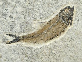 A Small And 100 Natural Knightia Eocaena Fish Fossil From Wyoming 355gr
