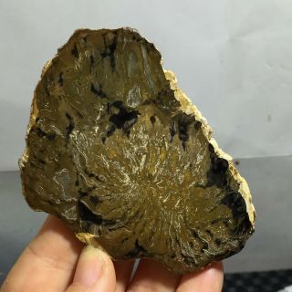 Polished Petrified Wood Crystal Slice Madagascar 72g