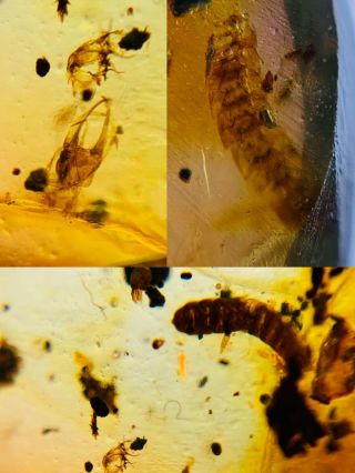 Neuroptera Larva&2 Millipede Burmite Myanmar Amber Insect Fossil Dinosaur Age