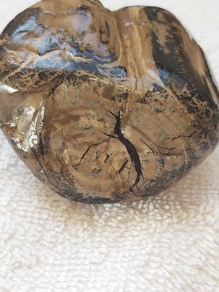 Montana Petrified Wood With Rings From Yellowstone River