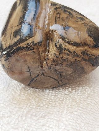 Montana Petrified Wood With Rings From Yellowstone River 2