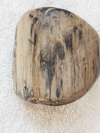 Montana Petrified Wood With Rings From Yellowstone River 3