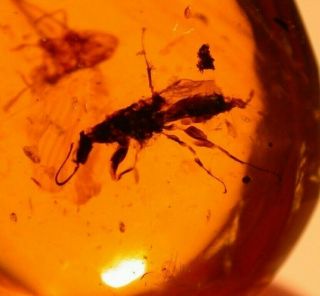 Wasp,  Fulgoroid Insect Open Wings In Burmite Amber Fossil Gemstone Dinosaur Age