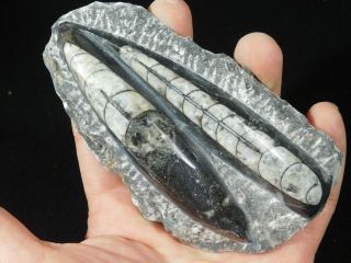 Two Polished 400 Million Year Old Orthoceras Fossils From Morocco 317gr