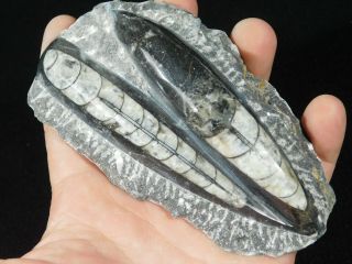 TWO Polished 400 Million Year Old ORTHOCERAS Fossils From Morocco 317gr 3