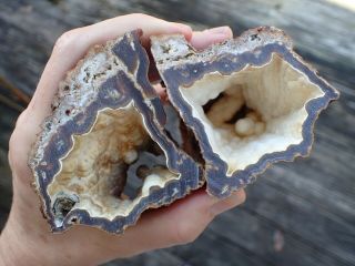 Botryoidal Fossil Coral Geode 2pc Ga Research Specimen Display Antique Wc38