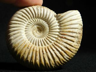 A Polished 200 Million Year Old White Ribbed Ammonite Fossil 94.  1gr