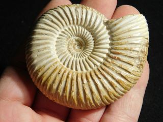 A Polished 200 Million Year Old WHITE Ribbed AMMONITE Fossil 94.  1gr 2