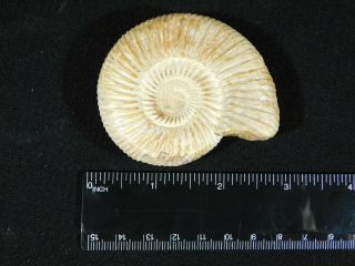 A Polished 200 Million Year Old WHITE Ribbed AMMONITE Fossil 94.  1gr 3
