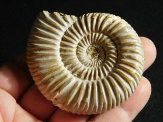A Polished 200 Million Year Old White Ribbed Ammonite Fossil 105gr