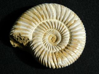 A Polished 200 Million Year Old WHITE Ribbed AMMONITE Fossil 105gr 2