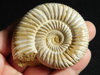 A Polished 200 Million Year Old WHITE Ribbed AMMONITE Fossil 105gr 3
