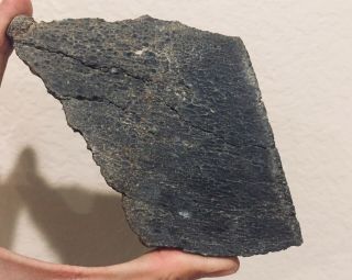 Utah Fossil Dinosaur Bone Slab 8 Oz Jurassic Dino Bone Polished