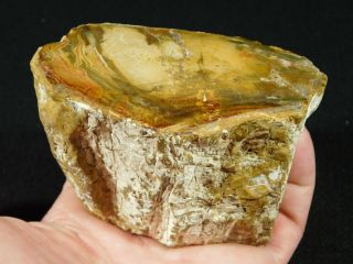 A Colorful Cut And Polished Petrified Wood Fossil From Madagascar 570gr