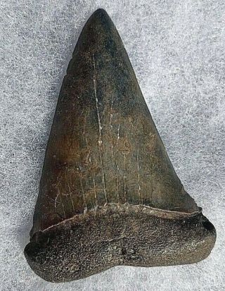 Fossilized Shark Tooth - About 2.  5 "