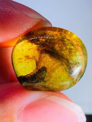 1.  88g Unknown Fly Bug Burmite Myanmar Burmese Amber Insect Fossil Dinosaur Age
