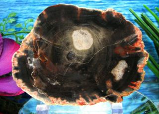 Petrified Wood Complete Round Slab W/bark Rare Ghostly Moon In Black Grey Sky