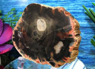 Petrified Wood COMPLETE ROUND Slab w/Bark RARE GHOSTLY MOON in BLACK GREY SKY 3