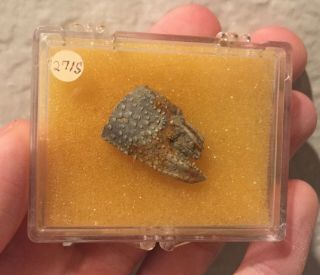 Rare Texas Fossil Crab Claw Cretaceous Dinosaur Fossil Age Pawpaw Formation