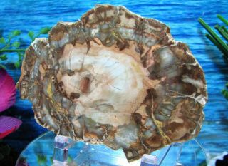 Petrified Wood COMPLETE ROUND Slab w/Bark GREY - BLUE AGATE HALO w/GINGER & SABLE 3